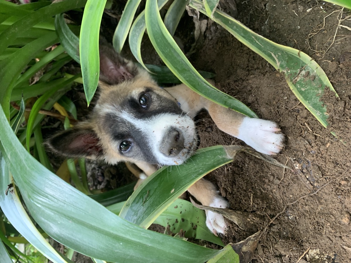 Mochi - Kintamani Dog